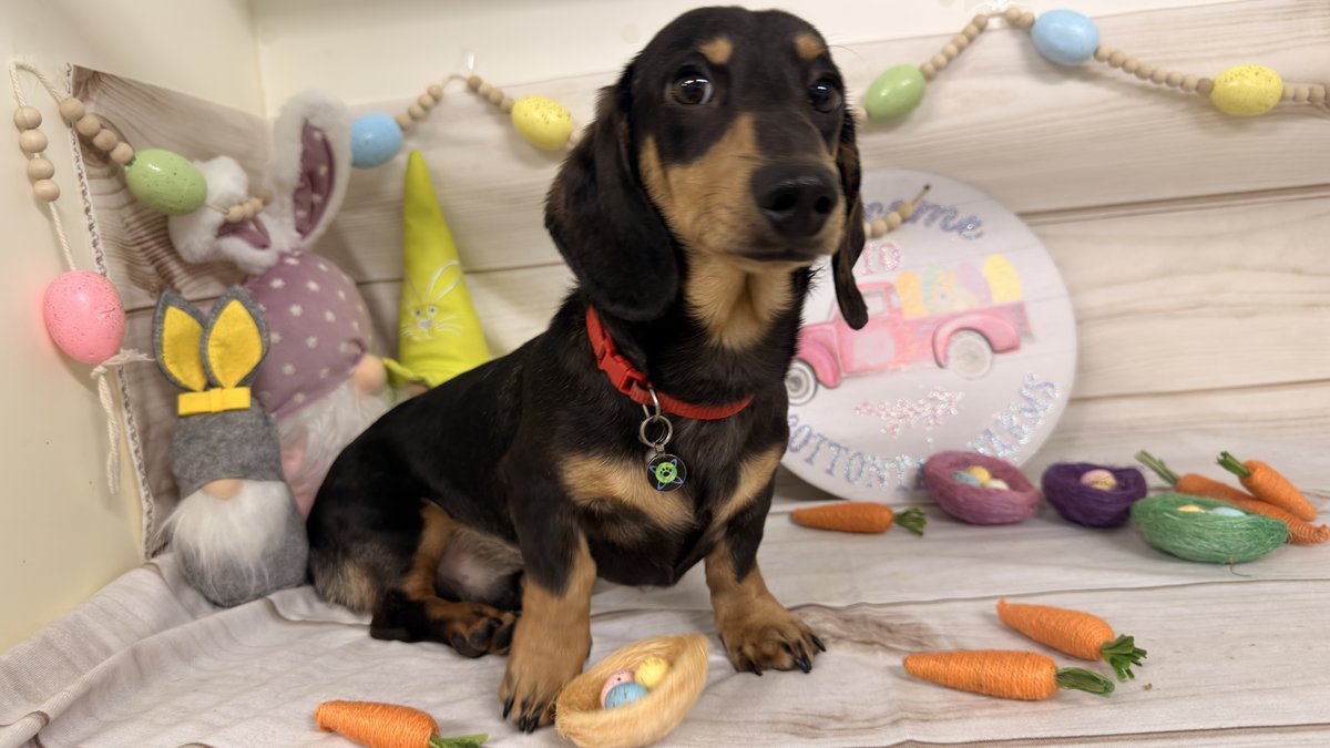 Austin, Blue Woof Kennels Dachshund
