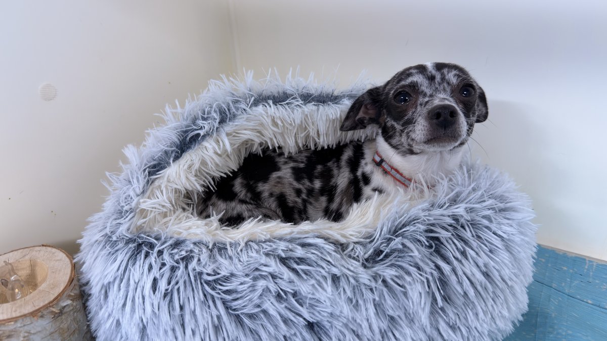 Betty, Blue Woof Kennels Chihuahua