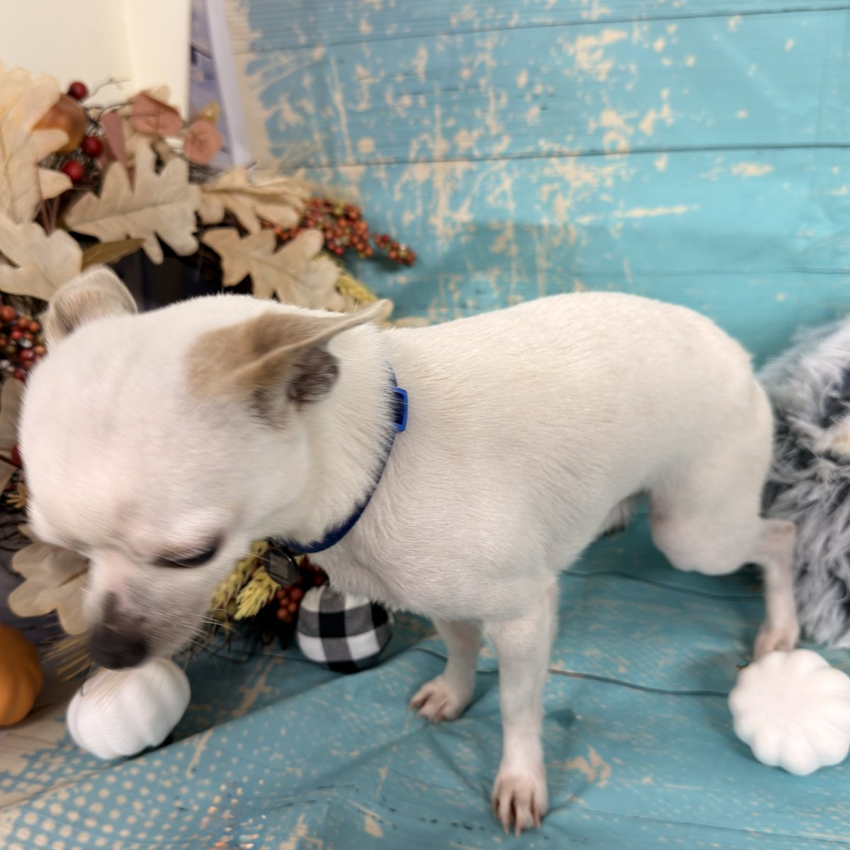 Bo Duke, Blue Woof Kennels Chihuahua