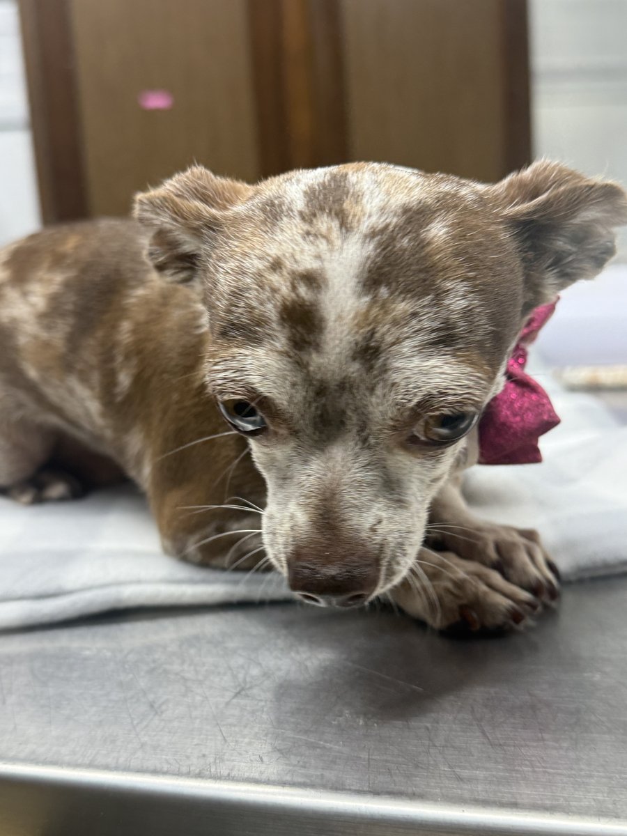 Cookie, Blue Woof Kennels Chihuahua