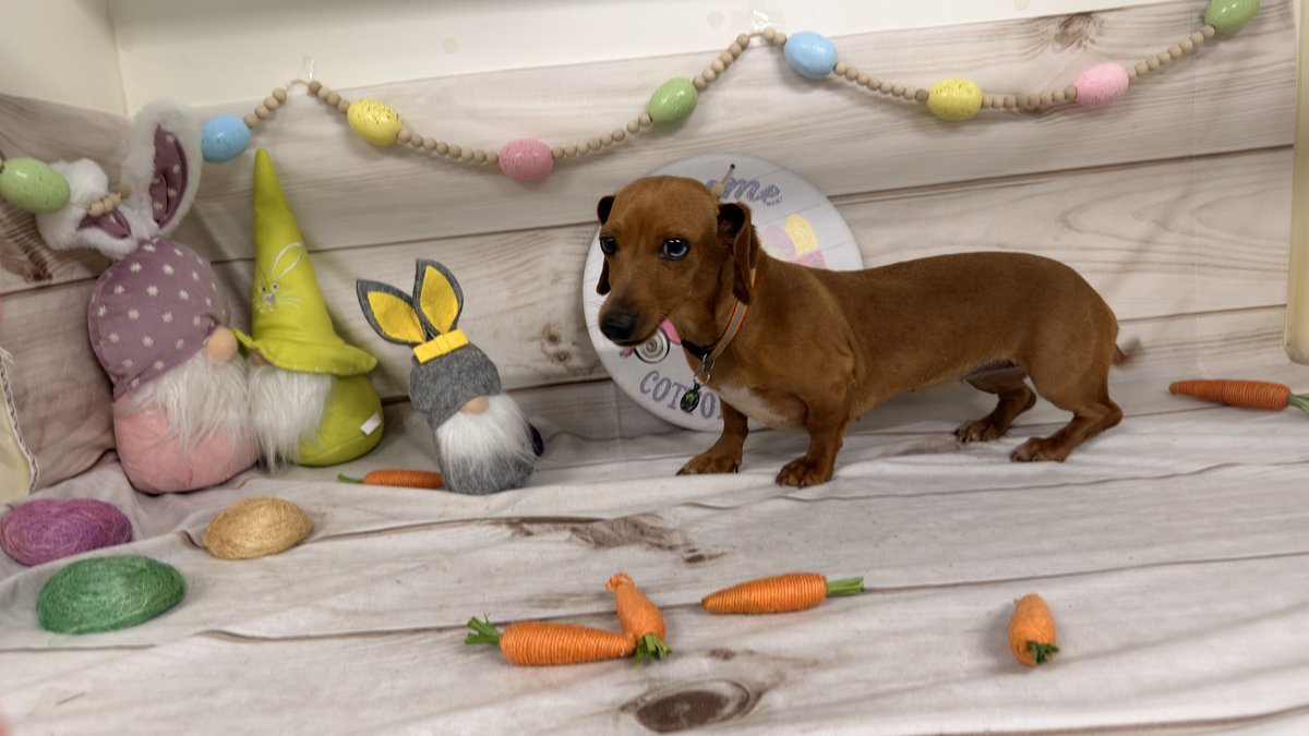 Daisy, Blue Woof Kennels Dachshund