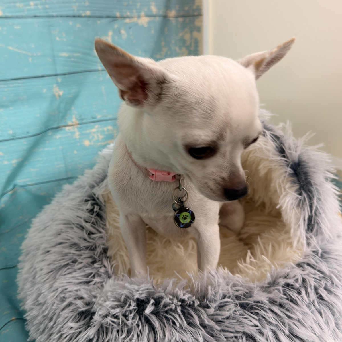Daisy Duke, Blue Woof Kennels Chihuahua