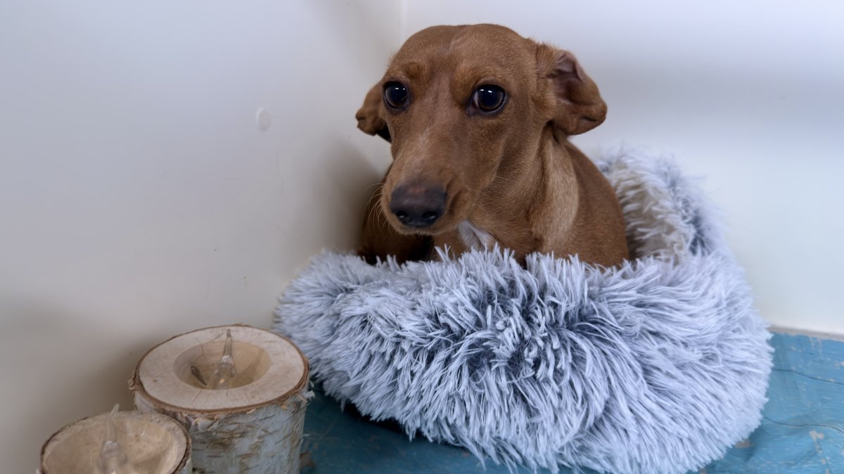 Delilah, Blue Woof Kennels Dachshund