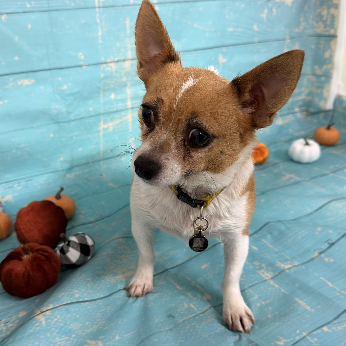 Harley Ann, Blue Woof Kennels Chihuahua