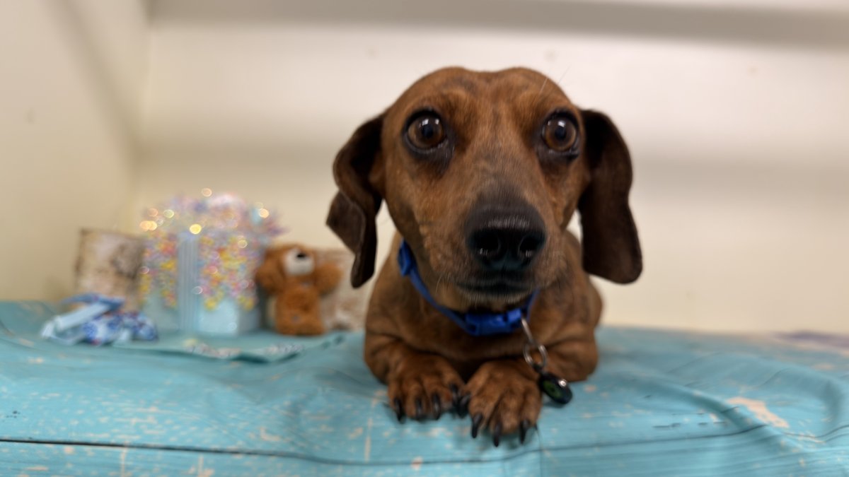 Hope, Blue Woof Kennels Dachshund