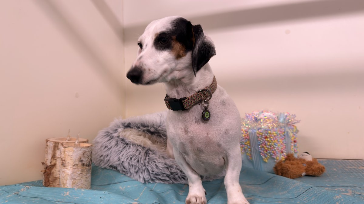Ivory, Blue Woof Kennels Dachshund