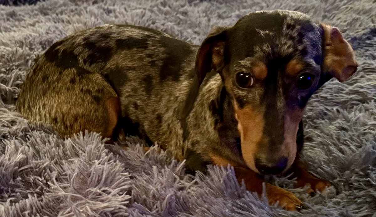 Jasmine, Blue Woof Kennels Dachshund