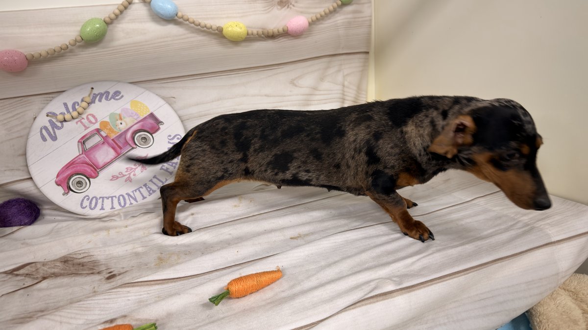 Lulu, Blue Woof Kennels Dachshund