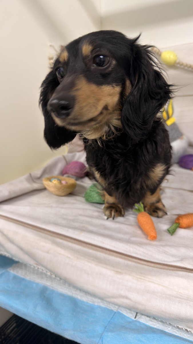 Maggie, Blue Woof Kennels Dachshund