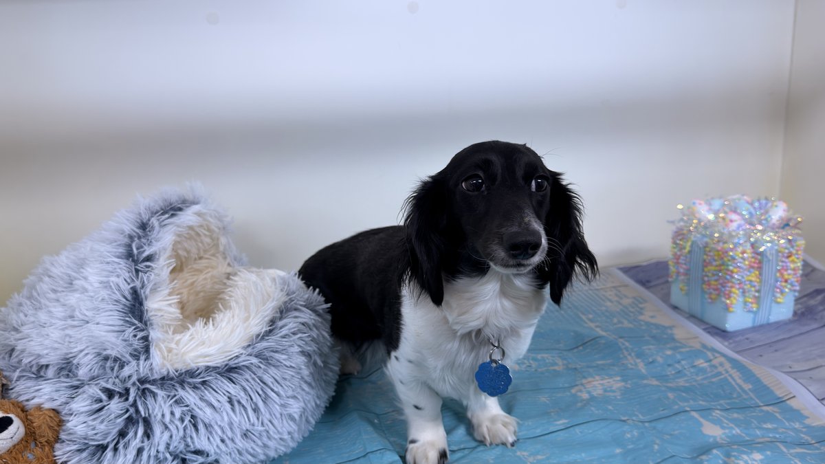 Mollie, Blue Woof Kennels Dachshund