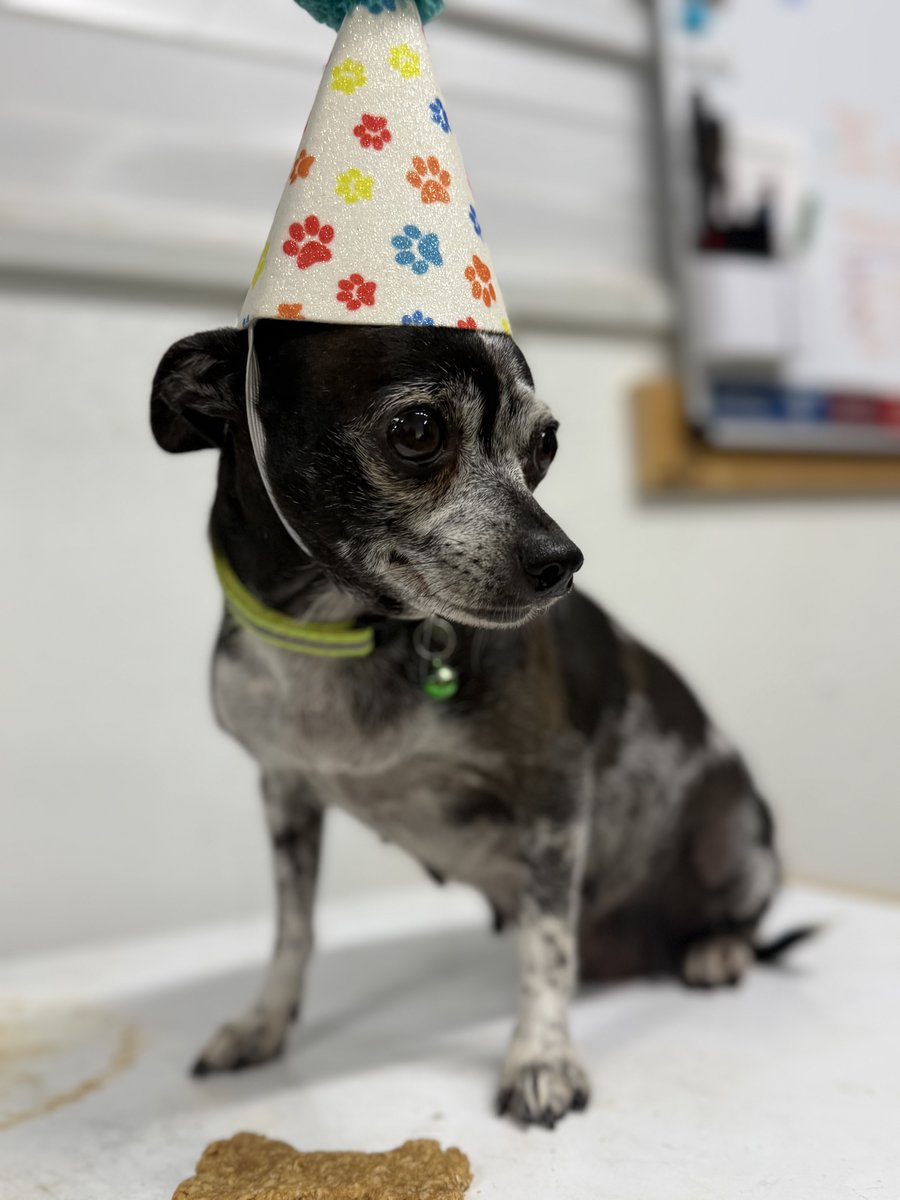 Oreo, Blue Woof Kennels Chihuahua