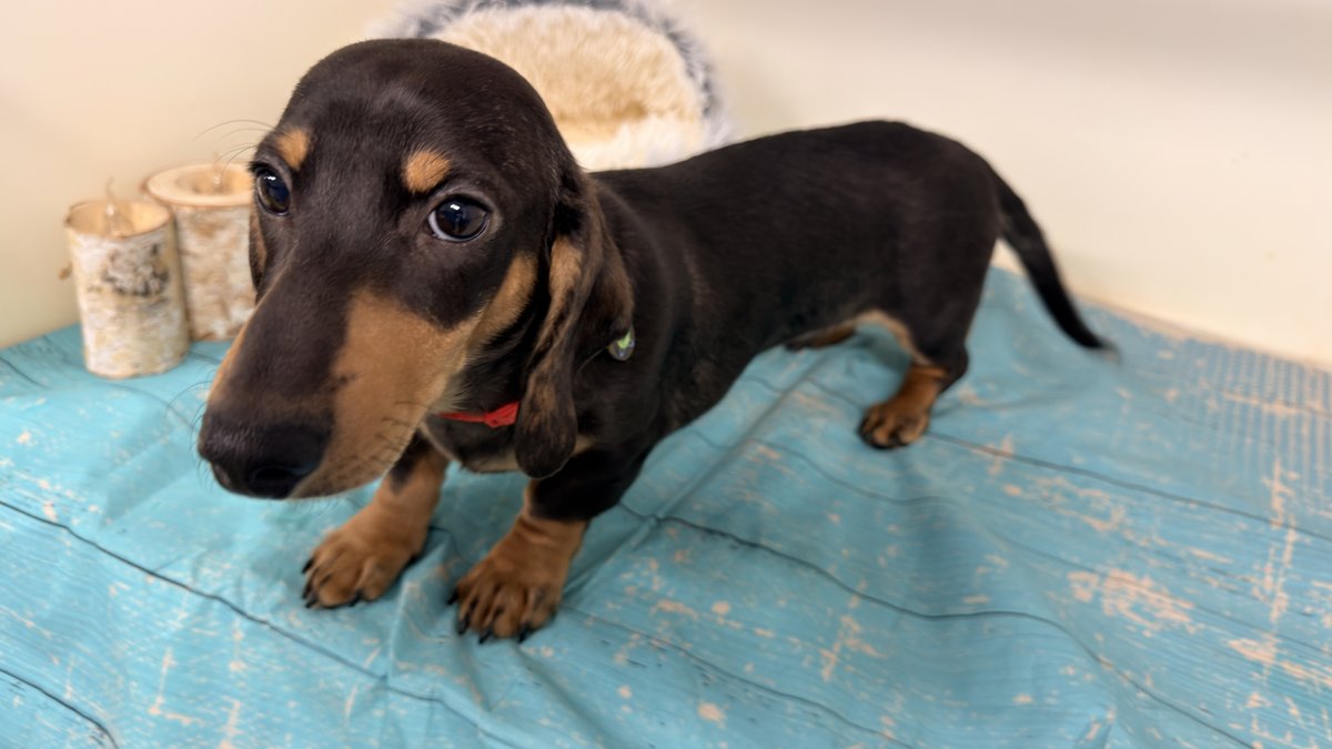 Phoenix, Blue Woof Kennels Dachshund