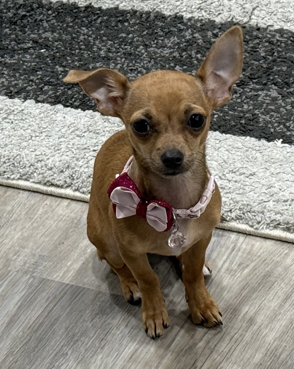 Princess, Blue Woof Kennels Chihuahua