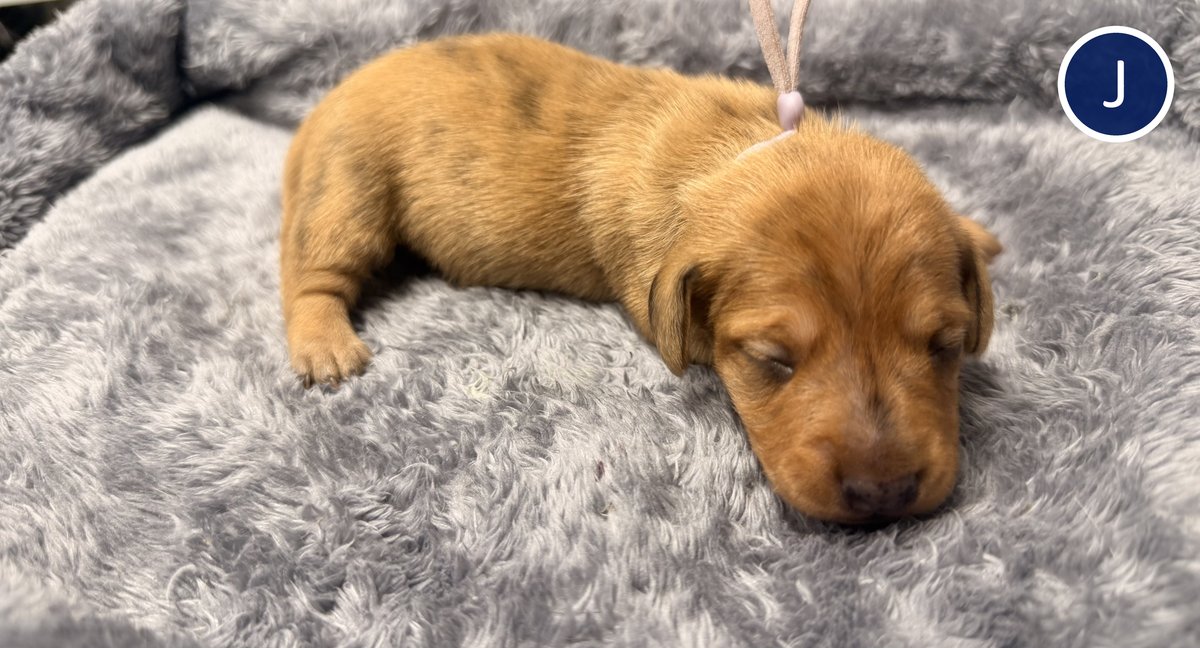 Purple (Puppy J), Blue Woof Kennels miniature dachshund puppy