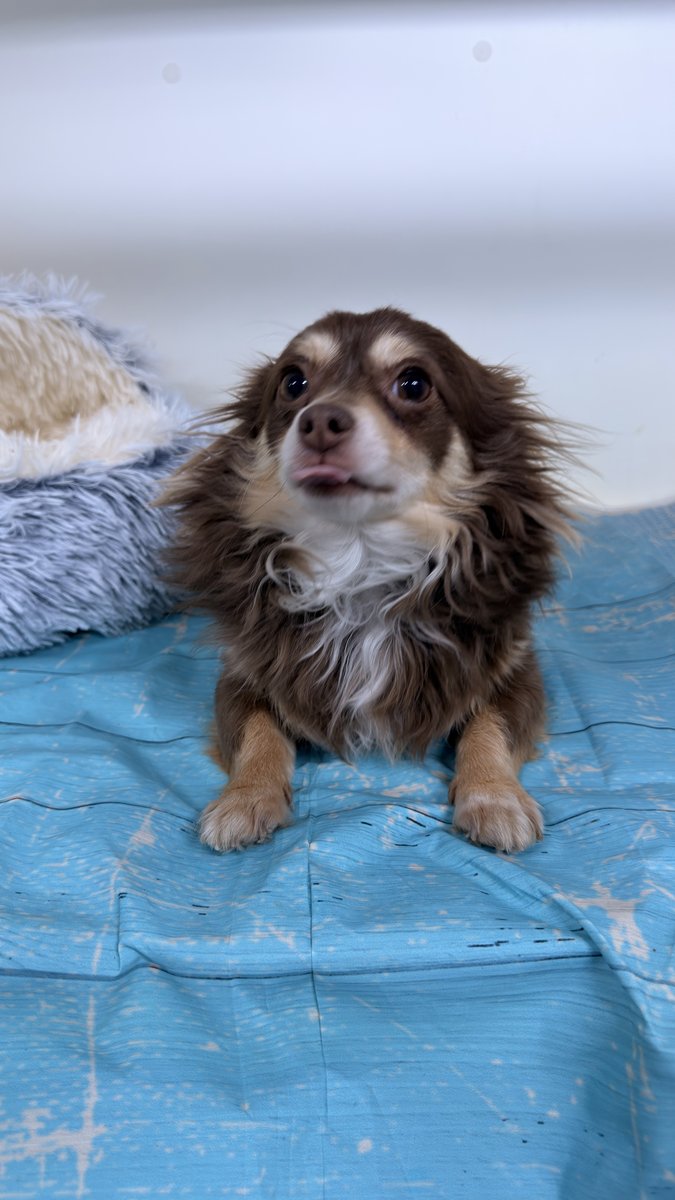Rocky, Blue Woof Kennels Chihuahua