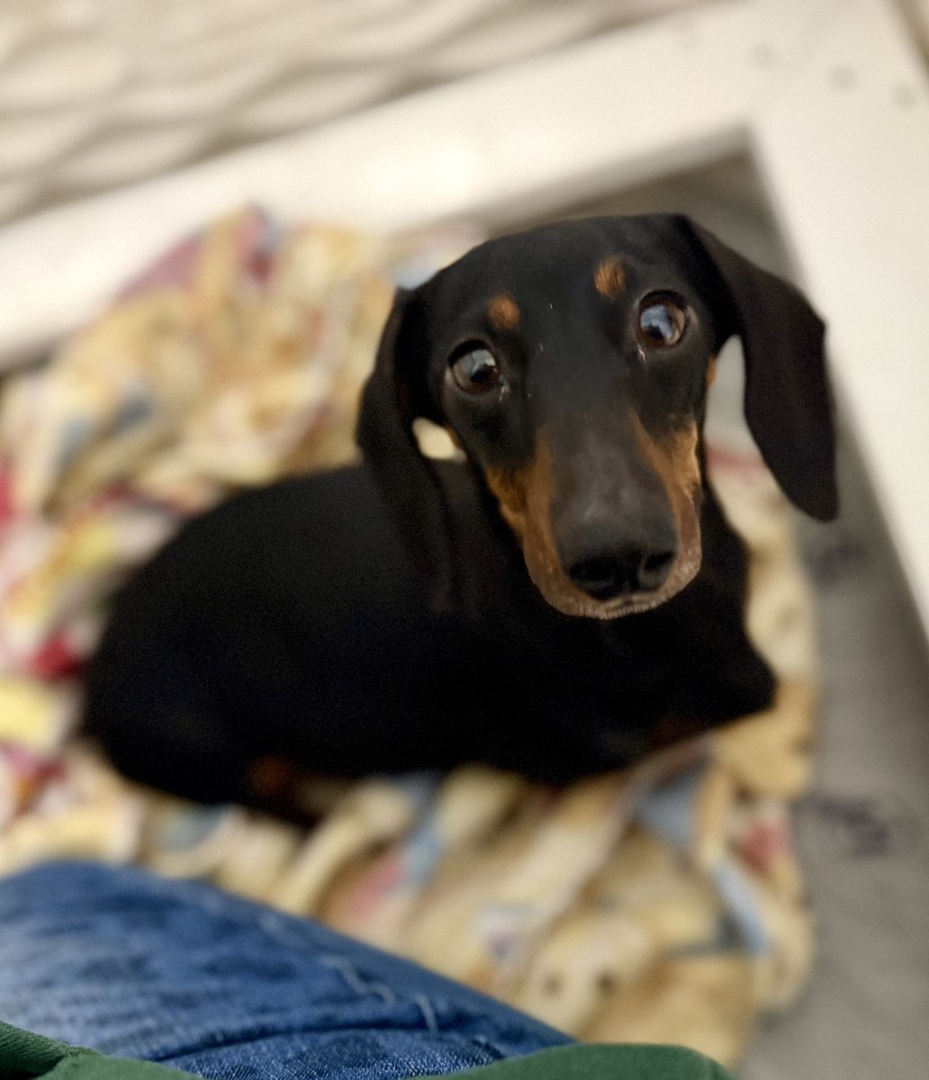 Scrappy, Blue Woof Kennels Dachshund
