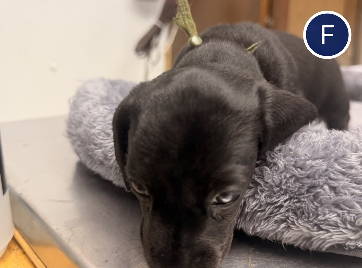 Ursula, Blue Woof Kennels miniature dachshund puppy