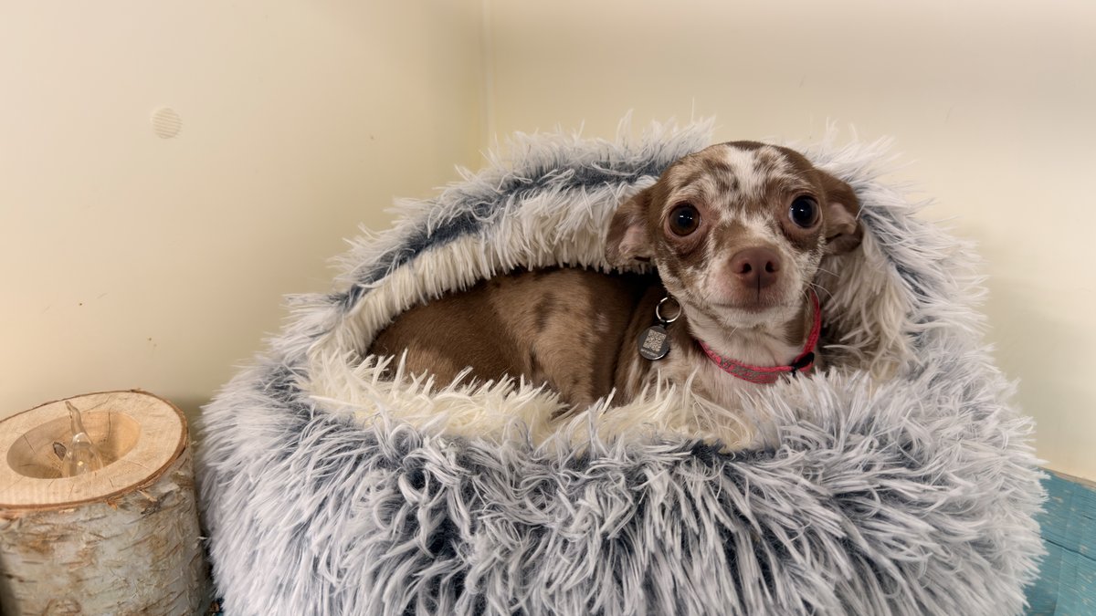 Wilma, Blue Woof Kennels Chihuahua