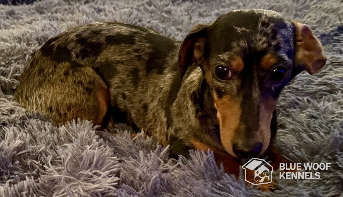 Jasmine, a dapple miniature dachshund, resting on a gray blanket