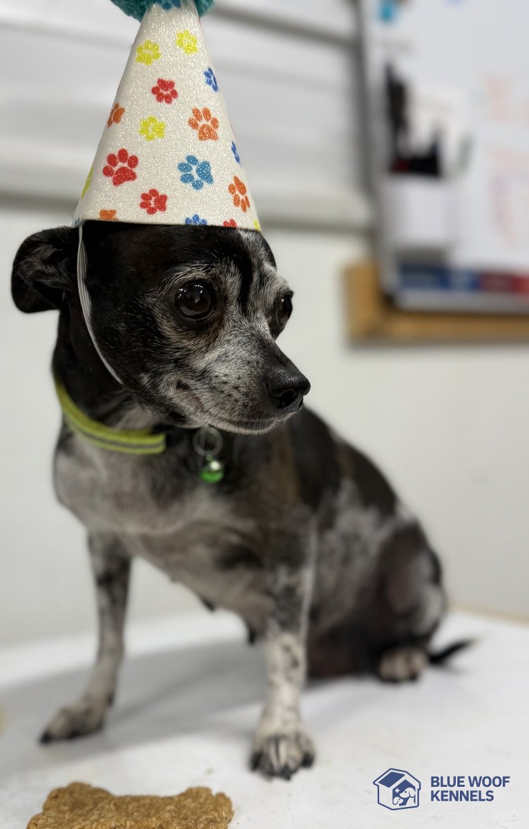 Oreo, a dapple Chihuahua, wearing a paw-print party hat